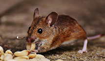 24 Hour & Emergency Exterminators in Newport, RI